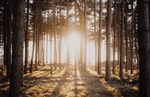 Trabajo espiritual abre caminos - Tarot Emma